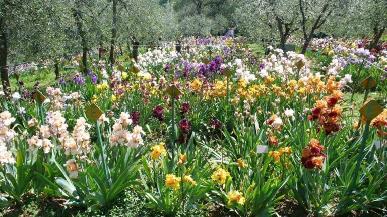 Photo by Giardino dell' Iris