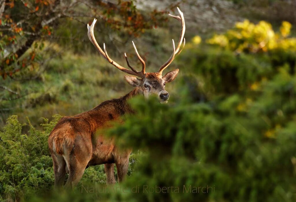 Red Deer