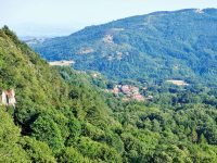 The Casentinesi Forest