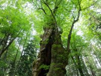 Il Castagno di Miraglia in Camaldoli.