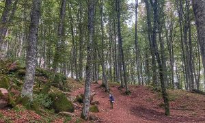 Ancient trees of the Sacred Forest tower over you like a cathedral, as you approach the Sanctuary of La Verna.