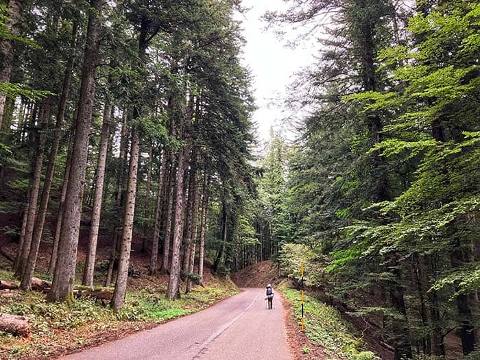 Pilgrims walk through thick forest of Casentinesi national park. This section is well-known for forest bathing.