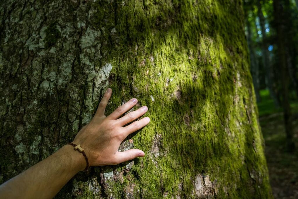 Hand on the tree