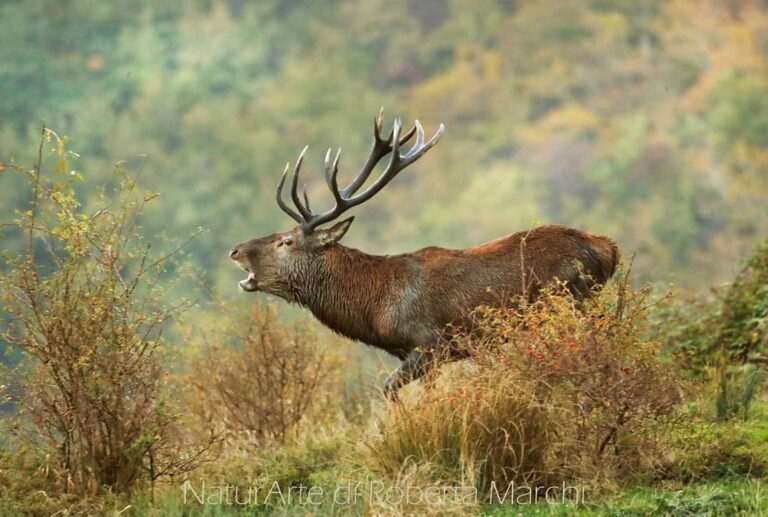 Red Deer, photo by Roberta Marchi, via Parco Nazionale Foreste Casentinesi