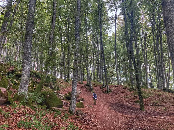Ancient trees of the Sacred Forest tower over you like a cathedral, as you approach the Sanctuary of La Verna.